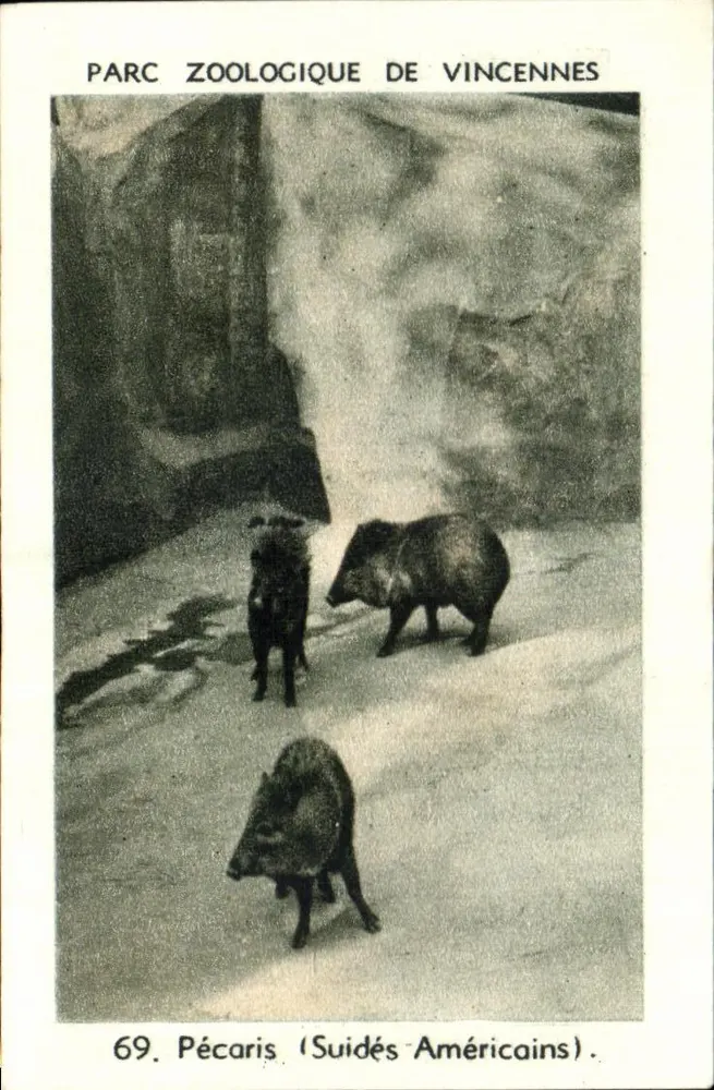 Zoo-Park Vincennes — Pécari (Amerikanische Suiden) — Serie 69 - Vorderseite
