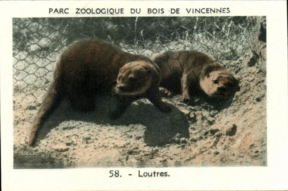 Zoologischer Park des Bois de Vincennes — Otter — Serie 58 - Vorderseite