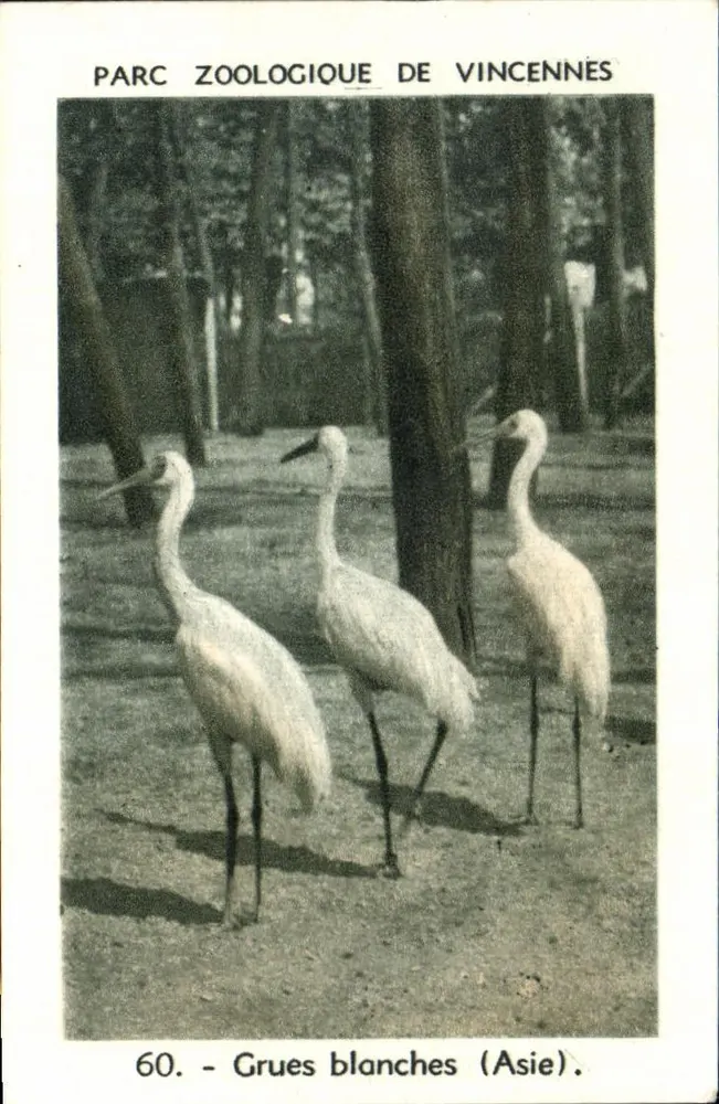 Zoologischer Garten Vincennes — Weiße Kraniche (Asien) — Serie 60 - Vorderseite