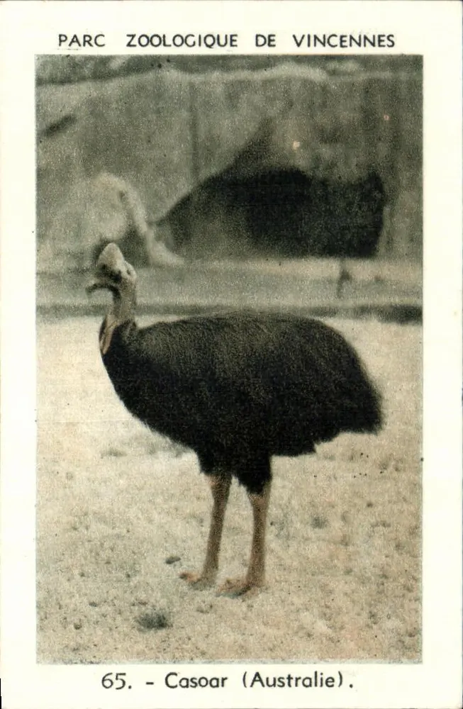Casoar (Australien) — Zoo Vincennes — Serie 65 - Vorderseite