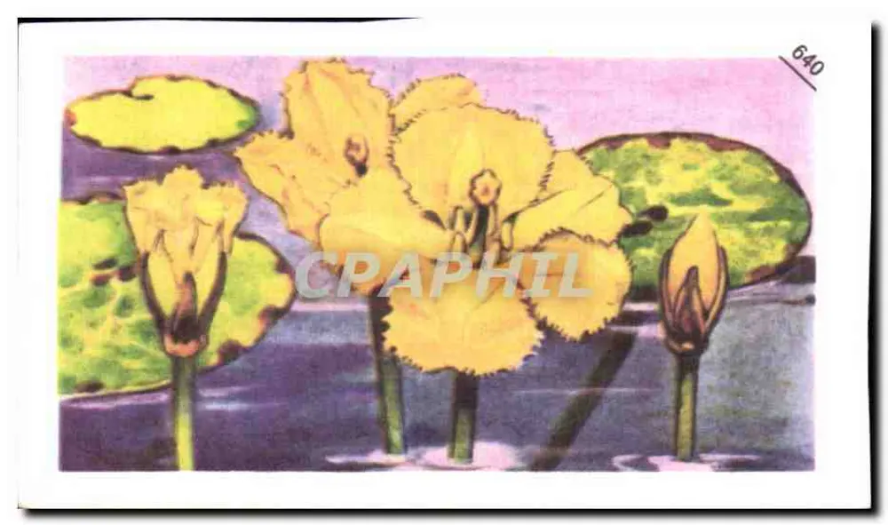 Limanthème — Herbácea aquática com raízes submersas — Entremets FrancORusse, n°640 - Frente