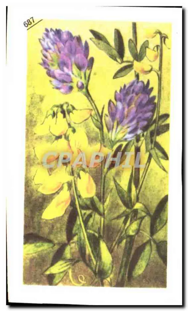 Sainfouin — Planta forrageira de origem oriental — Entremets FrancOrusse, n° 687 - Frente