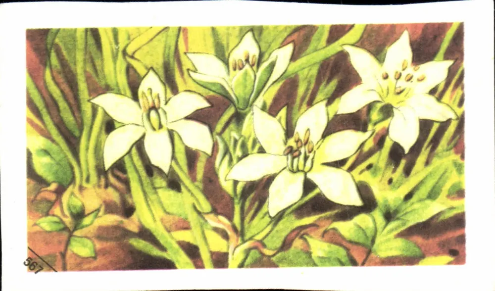 Ornithogalle — Planta bulbosa — Entremets FrancOrusse, n°567 - Frente