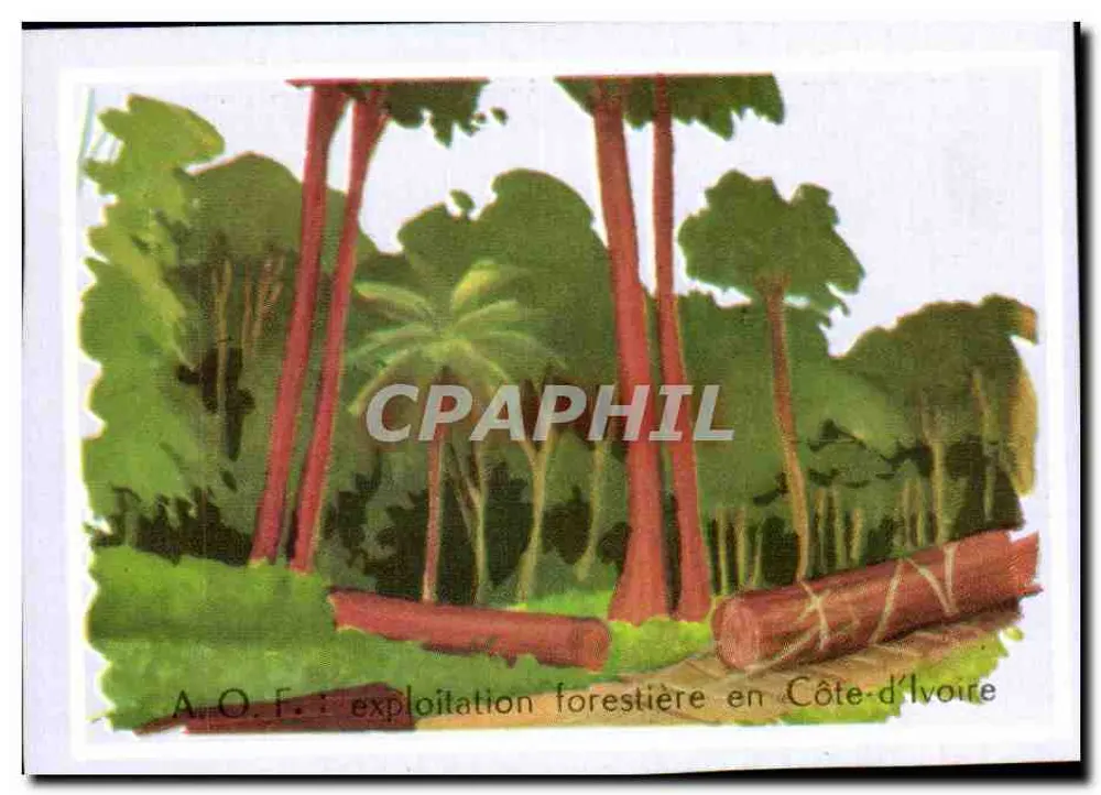 Las w Côte-d'Ivoire — A.O.F. — wydawca A.O.F. - Awers