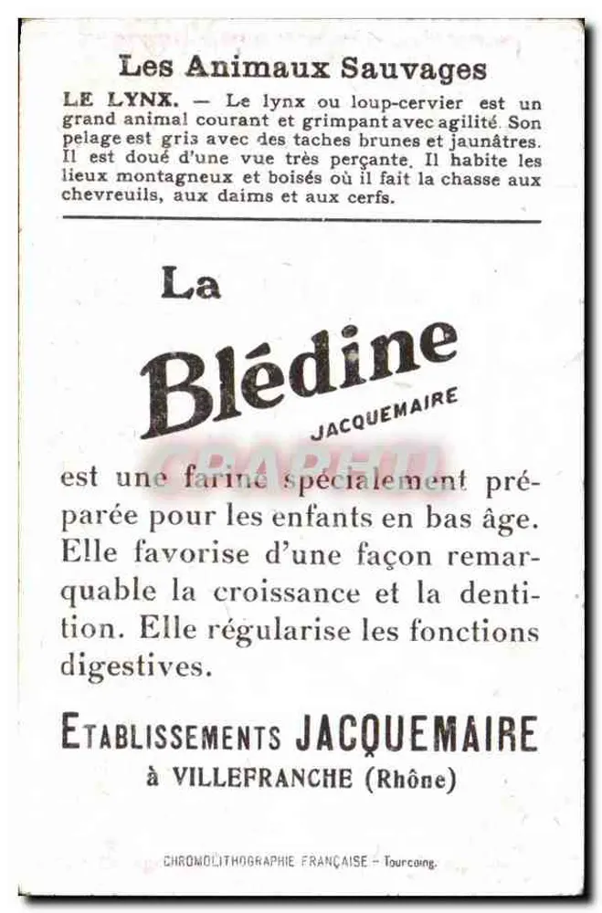 Lynx — illustration animale — éditeur La Blédine, n° de série non visible - Reverso