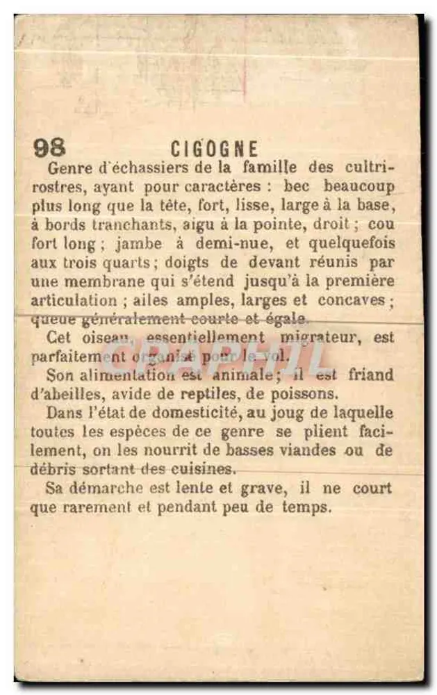 Cegonha — editor desconhecido, n° 98 - Verso