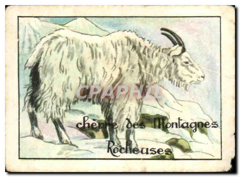 Bergziege der Rocky Mountains — Editions Tonson, Serie B Nr. 14 - Vorderseite