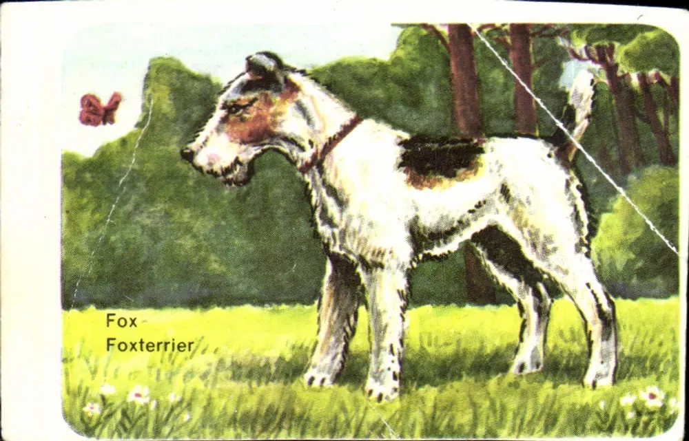 Foxterrier — pies myśliwski — multilingwistyczna kartka pocztowa - Awers