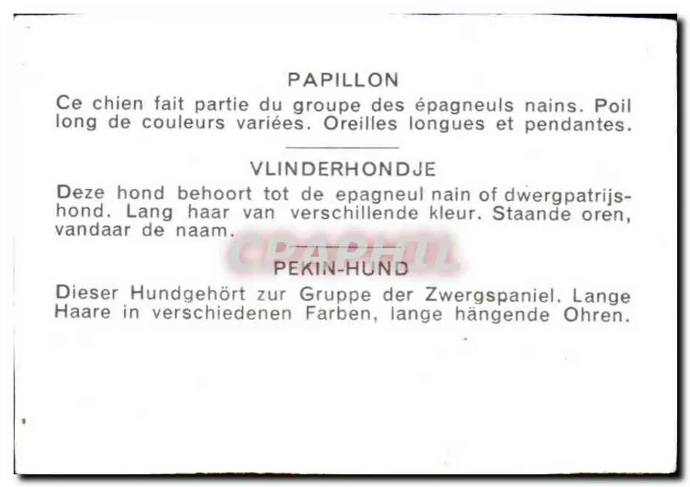 Papillon — perro de compañía — editor no visible - Reverso