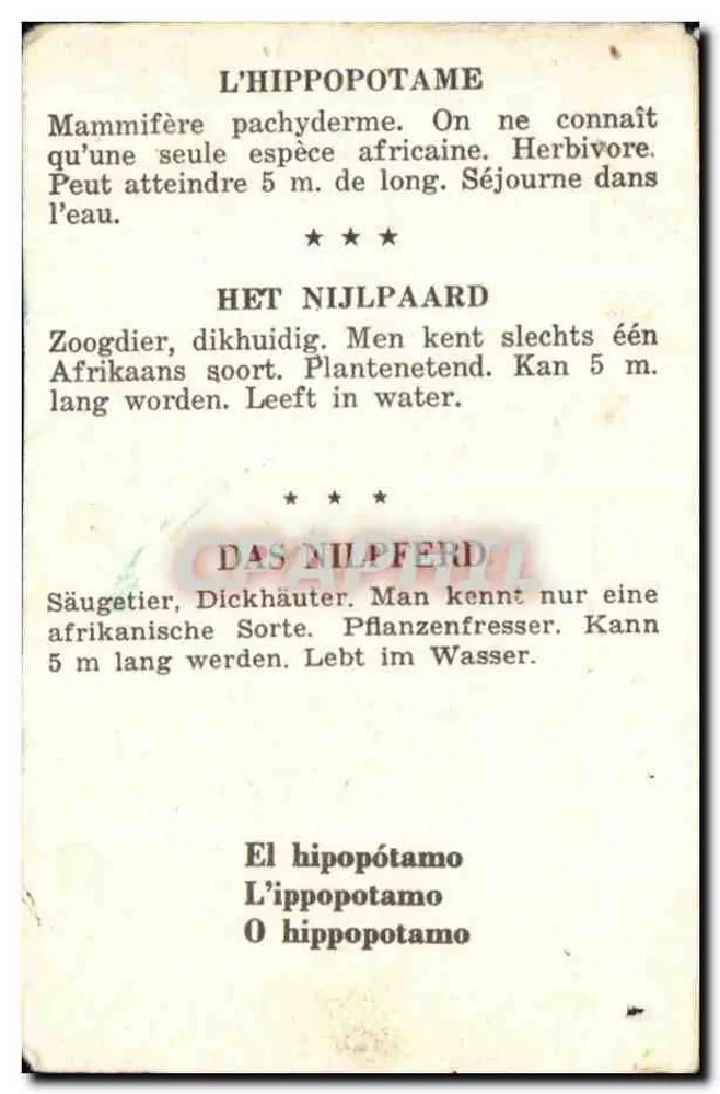 Hippopotamus — bilingue illustratie (Frans/Duits) — uitgever niet zichtbaar - Achterkant