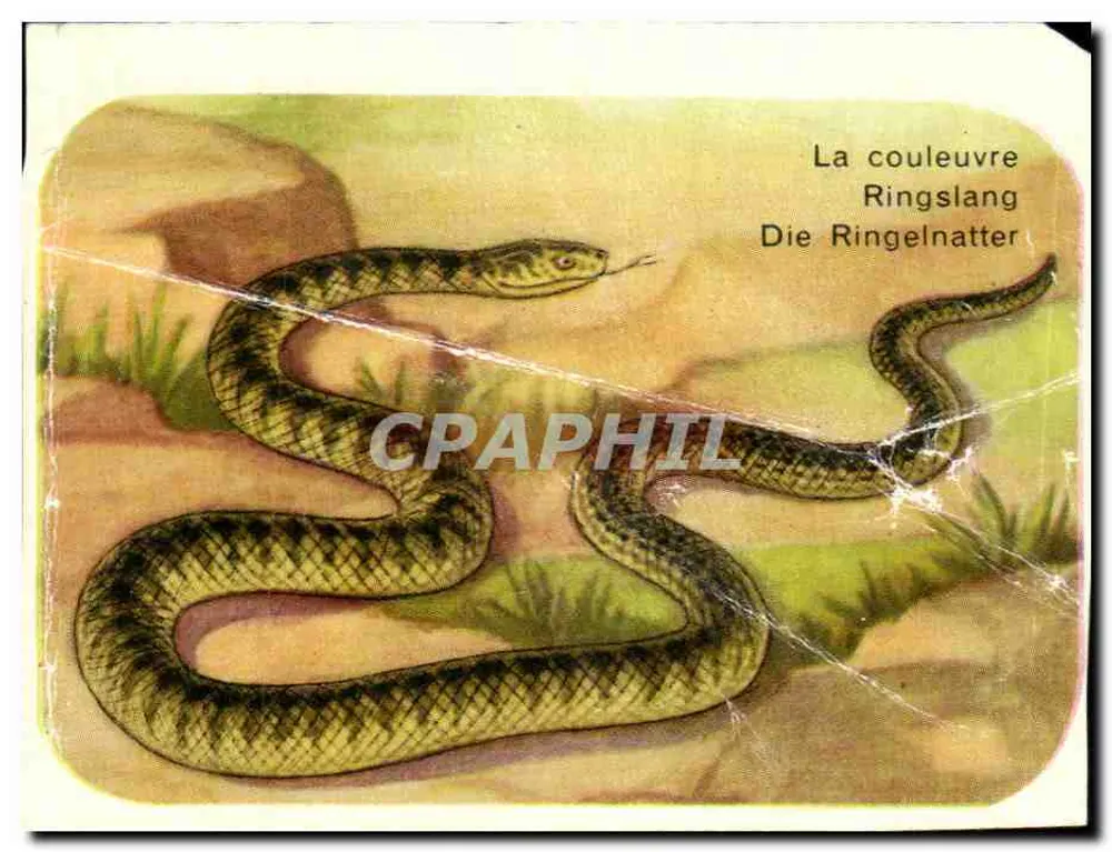 A cobra — Ringslang — Die Ringelnatter - Frente