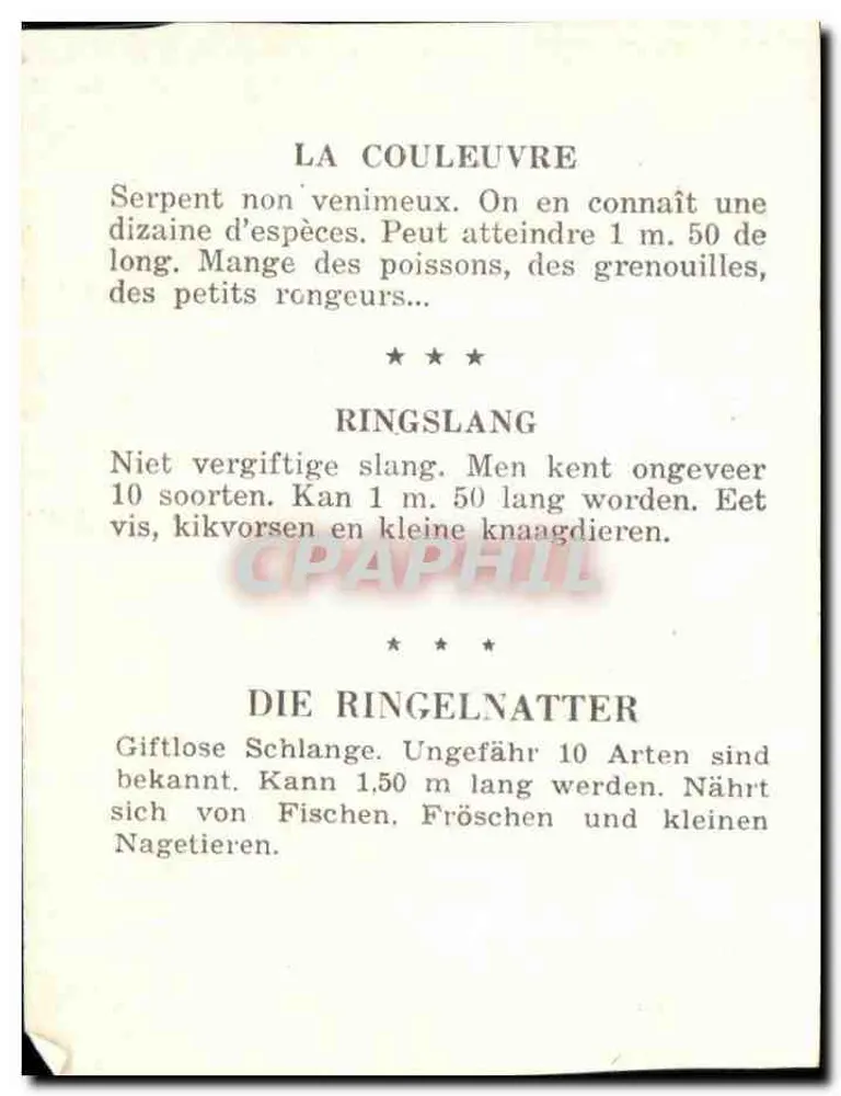 A cobra — Ringslang — Die Ringelnatter - Verso