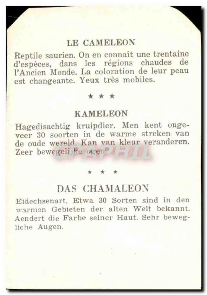 O camaleão — Réptil sauriano — - Verso