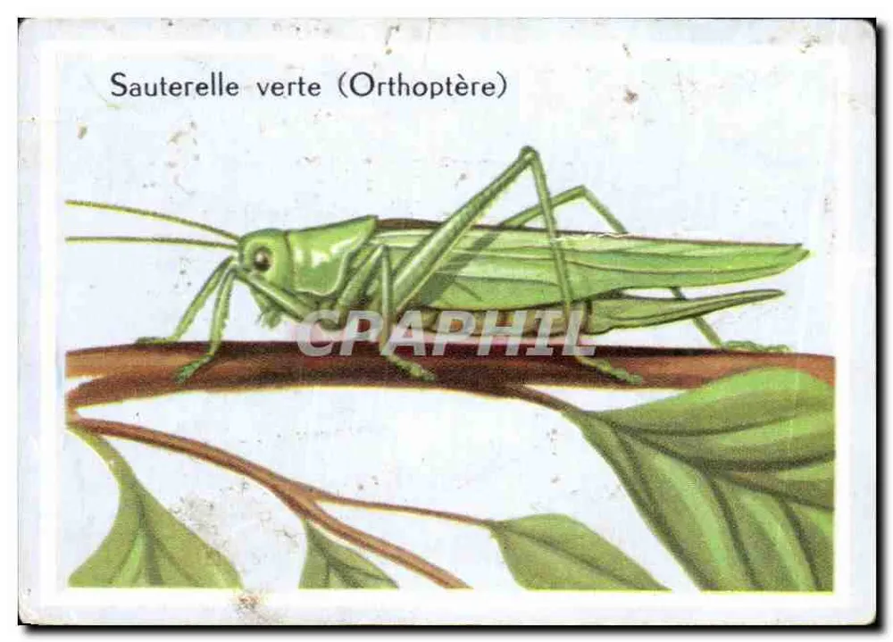 Grilo verde (Orthóptero) — ilustração naturalista — Sementes em Sacos LE PAYSAN - Frente