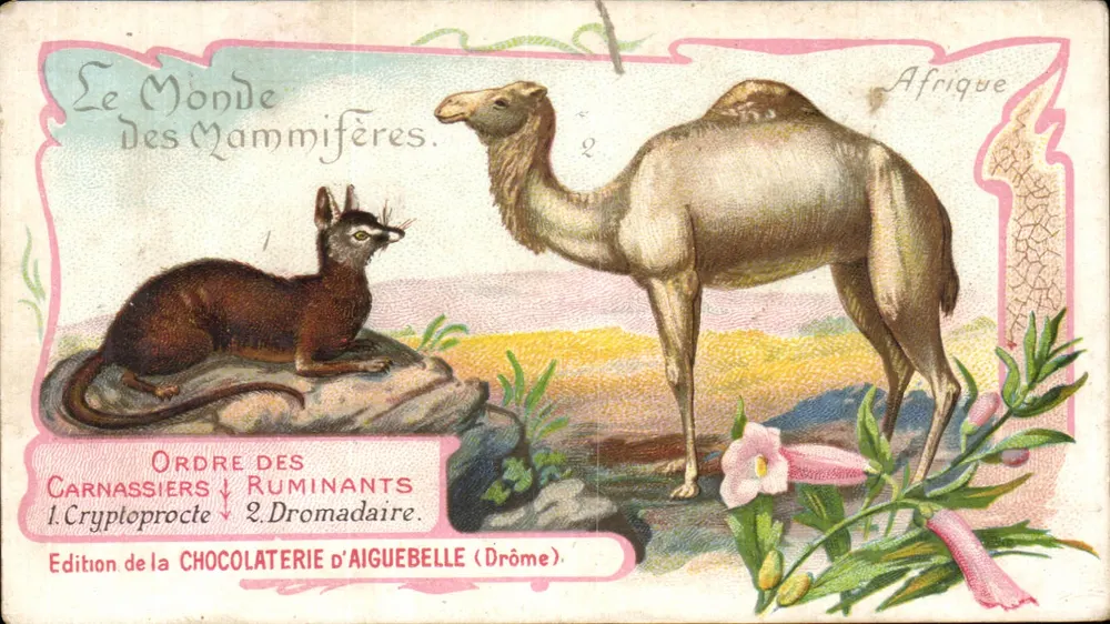 Afrika — Chamäleon und Dromedar — Edition der Chocolaterie d'Aiguebelle (Drôme) - Vorderseite