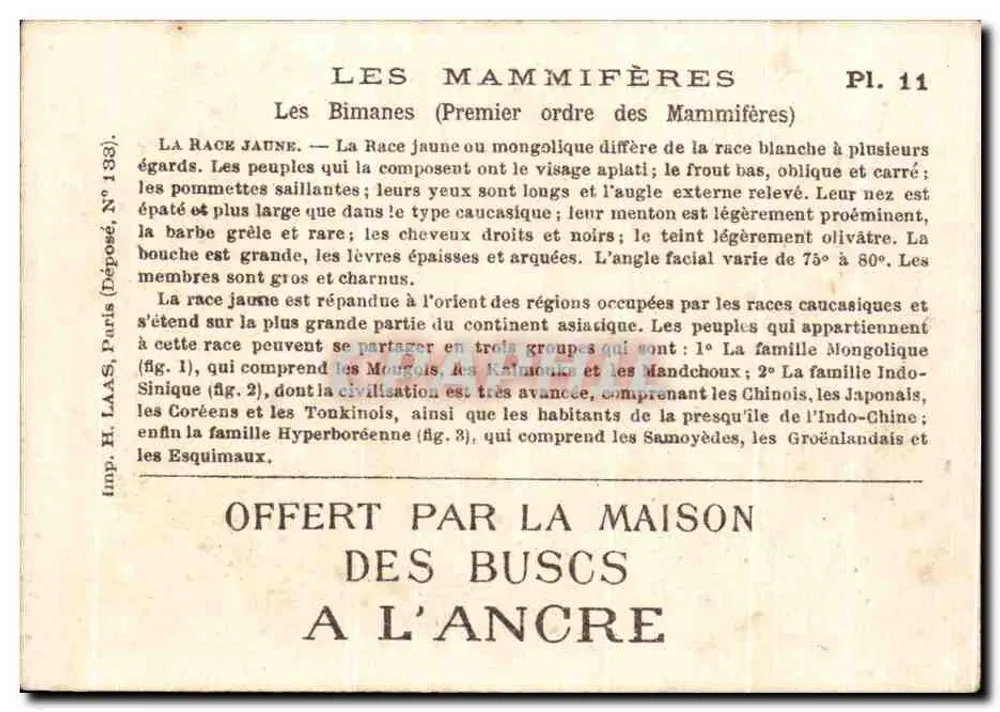 Die gelben Rassen — Mongolisch, Indo-Chinesisch, Hyperboräisch — H. Pains, Einreicherung Nr. 133, Pl. 11 - Rückseite