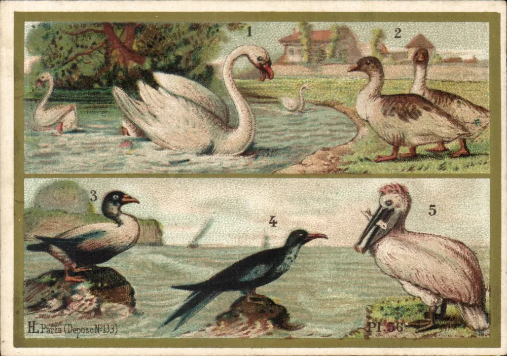 Schwimmende Vögel — H. Paris (Deposiert Nr. 133) — Pl. 56 - Vorderseite