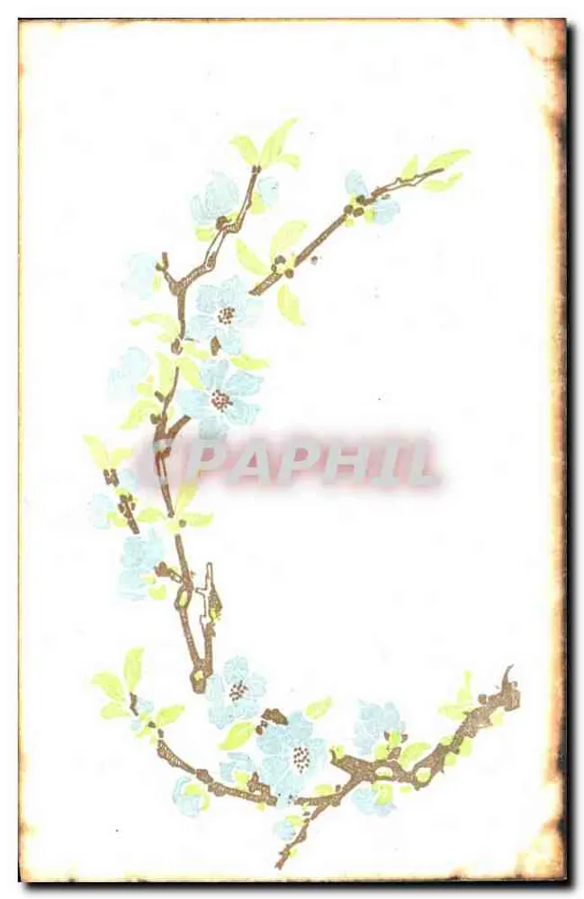 चेरी के फूलों की शाखा — चित्र — कोई विक्रेता या श्रृंखला संख्या दिखाई नहीं दे रहा है - आगे