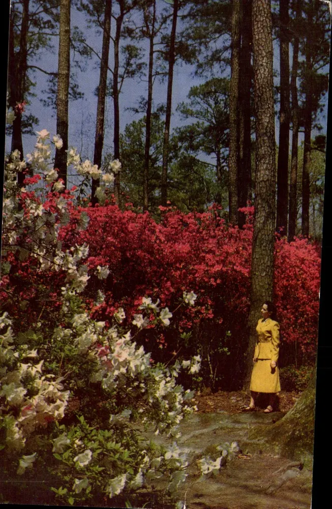 Norfolk Municipal Gardens — blühende Azaleen — Verlag: Frank G. Ennis Paper Co., Norfolk, Va. - Vorderseite