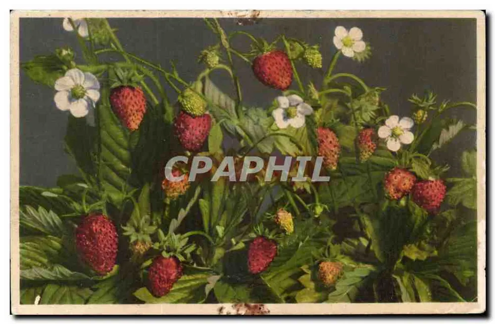 Fraises et fleurs — composition botanique — éditeur non visible - Frente