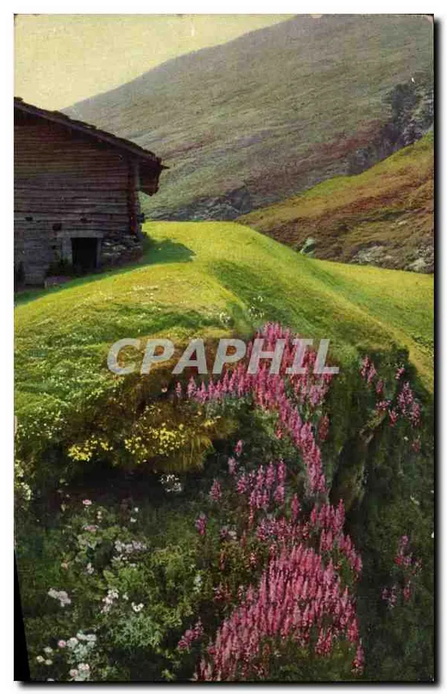 Alpine Hütte — Wildblumen - Vorderseite
