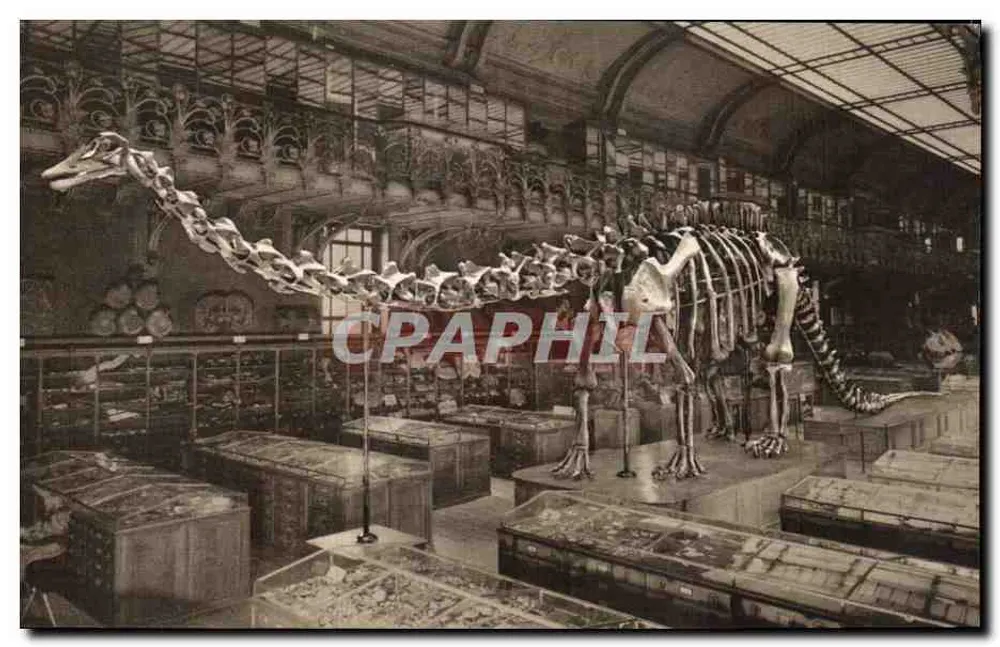 Diplodocus Carnegiei — Reptil der Jurazeit — Muséum national d'Histoire naturelle, Paris - Vorderseite
