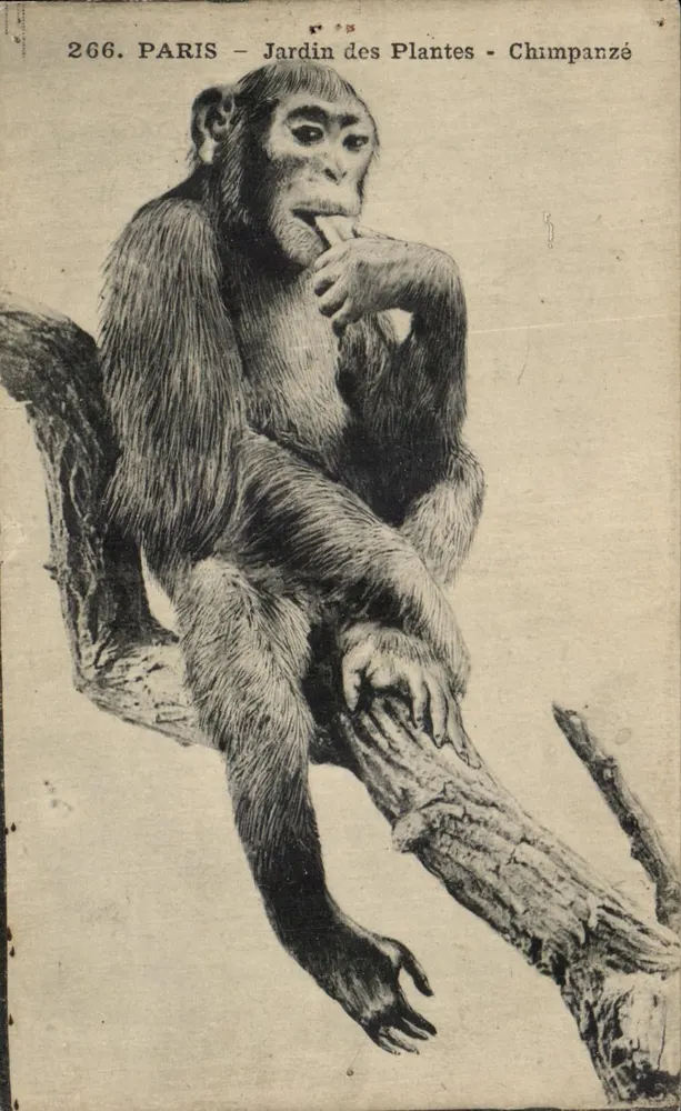Paris - Jardim das Plantas - Chimpanzé — edição IPM, n° 266 - Frente
