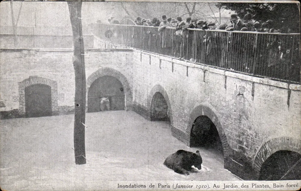 Überschwemmungen in Paris (Januar 1910). Im Jardin des Plantes, gezwungener Badetag — unbekannte Ausgabe - Vorderseite