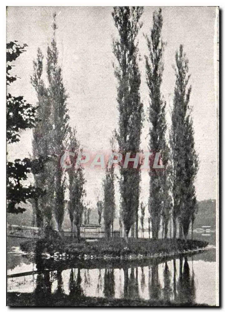 Landschaft von Trauerweiden — Teich — Verlag nicht sichtbar - Vorderseite