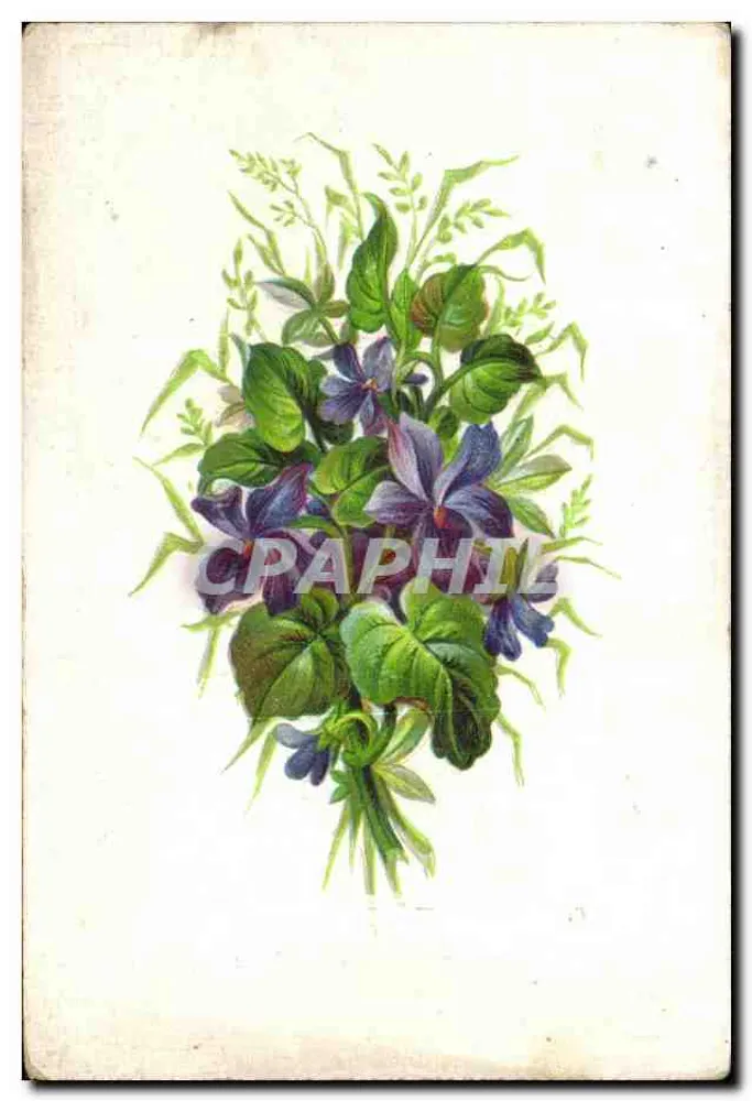 Bouquet de violetas — ilustração botânica — editor não visível - Frente