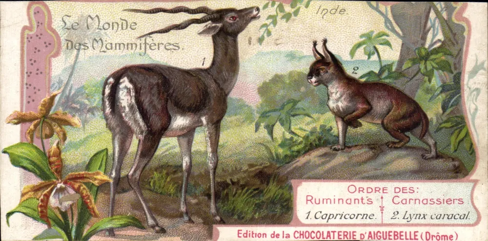 Skorpion und Caracal-Lynx — Die Welt der Säuger — Ausgabe der Schokoladenfabrik Aiguebelle (Drôme) - Vorderseite