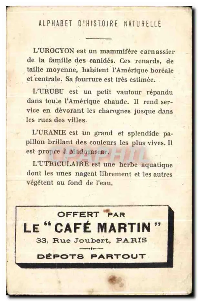 Alphabet der Naturgeschichte — U — Urocyon, Uranie, Urubu, Utriculaire — Angebot von Le « Café Martin » - Rückseite