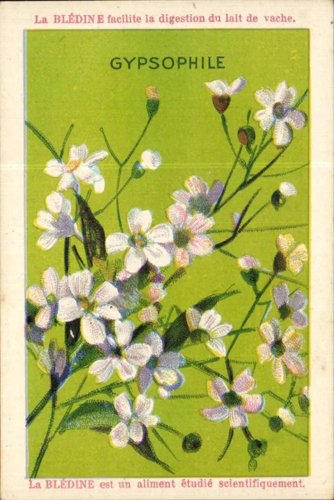 Gypsophile — planta medicinal — editor Jacquemaire, n° 51 - Frente