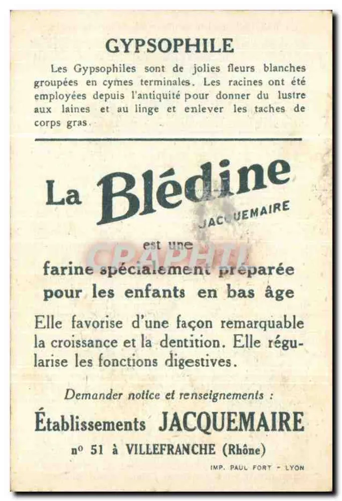 Gypsophile — planta medicinal — editor Jacquemaire, n° 51 - Verso