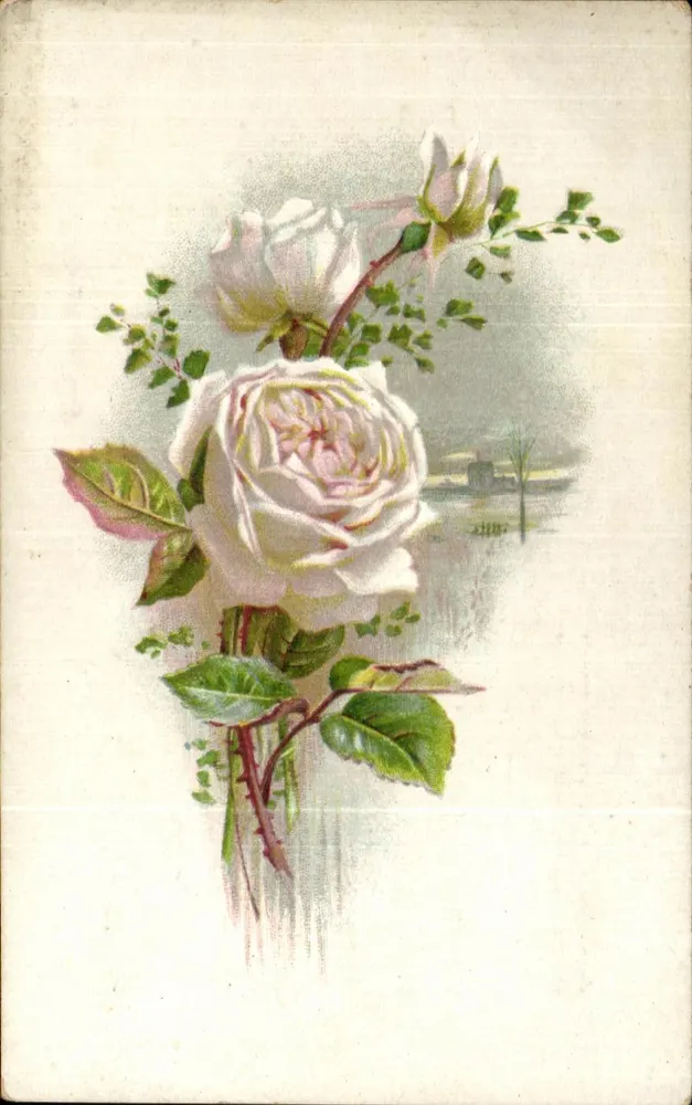 Nebel — Illustration von weißen Rosen — Chromo-Litho G. Lecacy & Cie, Amiens - Vorderseite