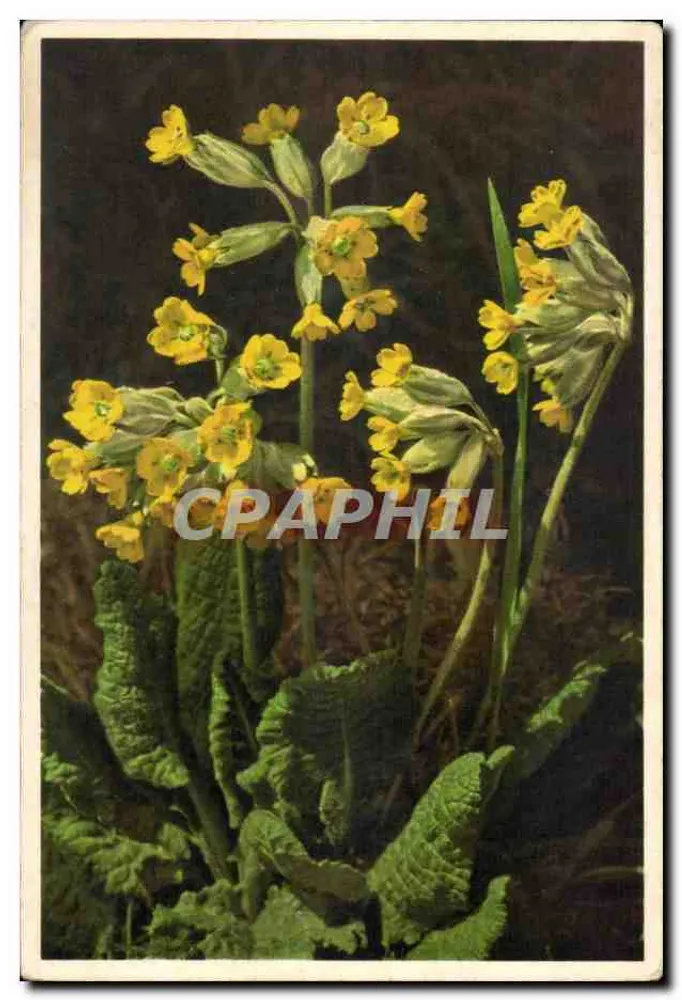 Primula veris — Schweizer Ausgabe — Nr. 1453 - Vorderseite