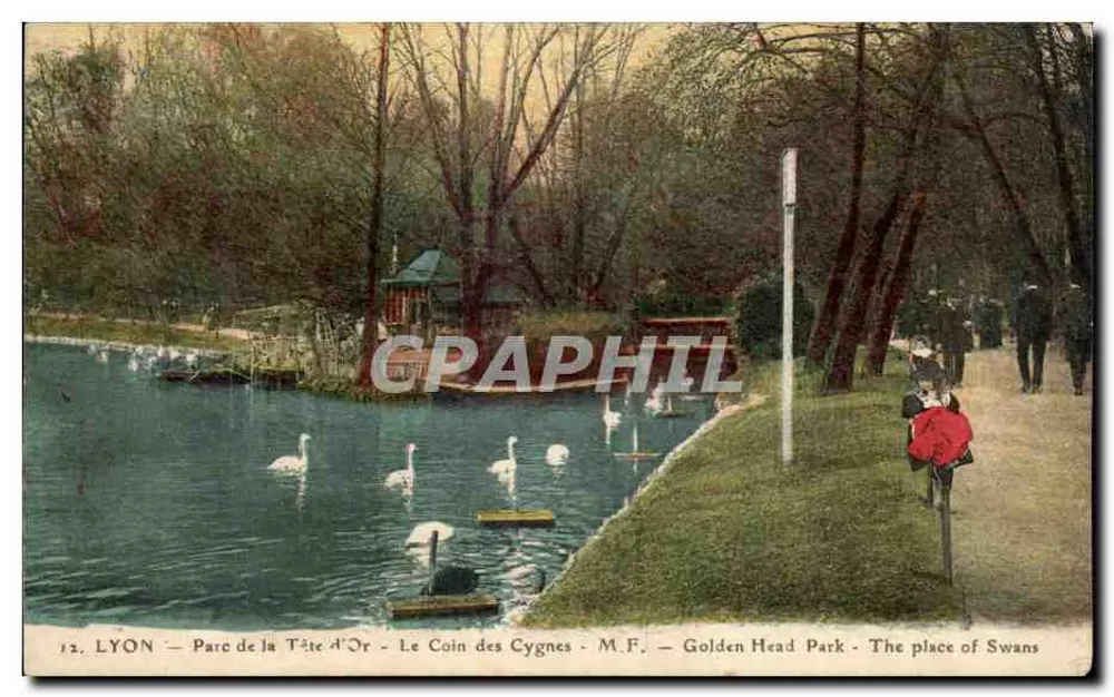 LYON - Parc de la Tête d'Or - Le Coin des Cygnes - M.F. - Golden Head Park - The place of Swans - Vorderseite