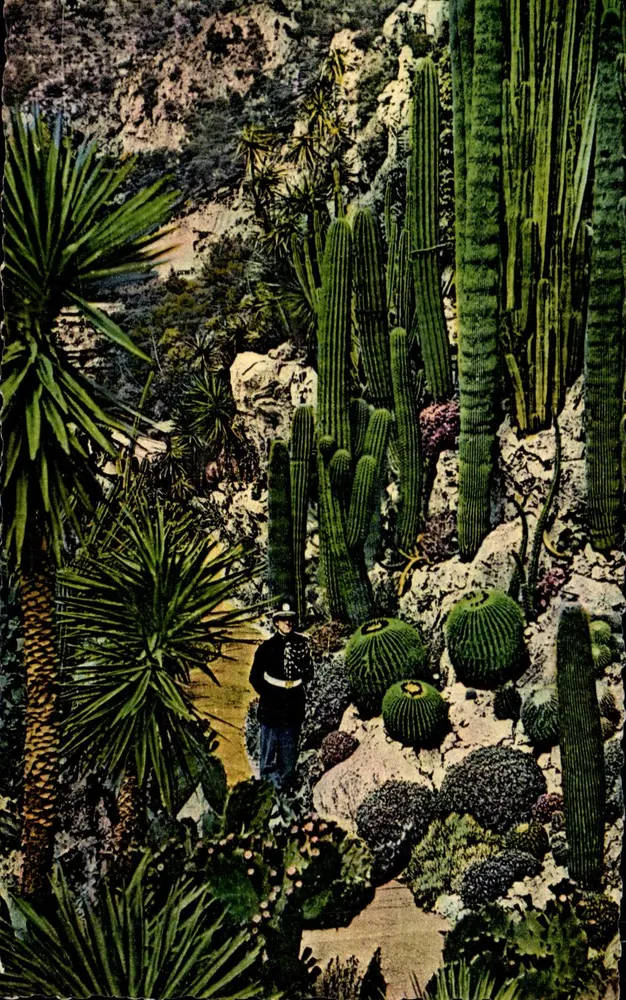 Exotischer Pflanzengarten — Fürstentum Monaco — Éditions A.DIVA, n° 581 D - Vorderseite