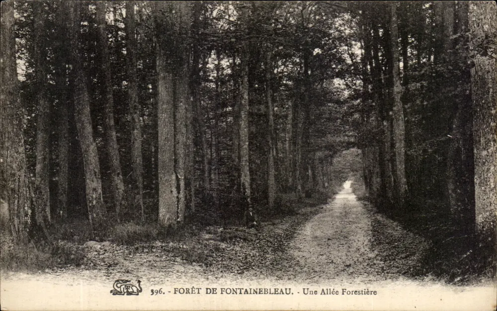 Wald von Fontainebleau — Ein Waldweg — Unbekannter Verleger, Nr. 396 - Vorderseite