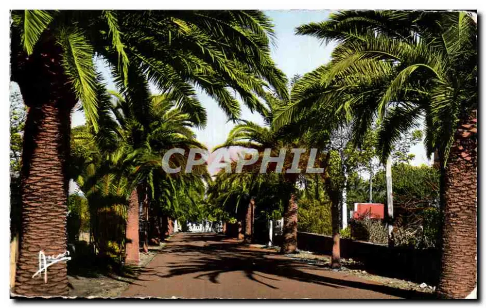 Avenue de Port-Issol — Sanary-sur-Mer — Verlag: Photo Véritable Bromocolor - Vorderseite