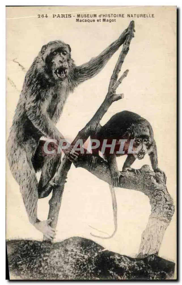 Paris — Museum für Naturgeschichte — Macaque und Magot — n°264 - Vorderseite