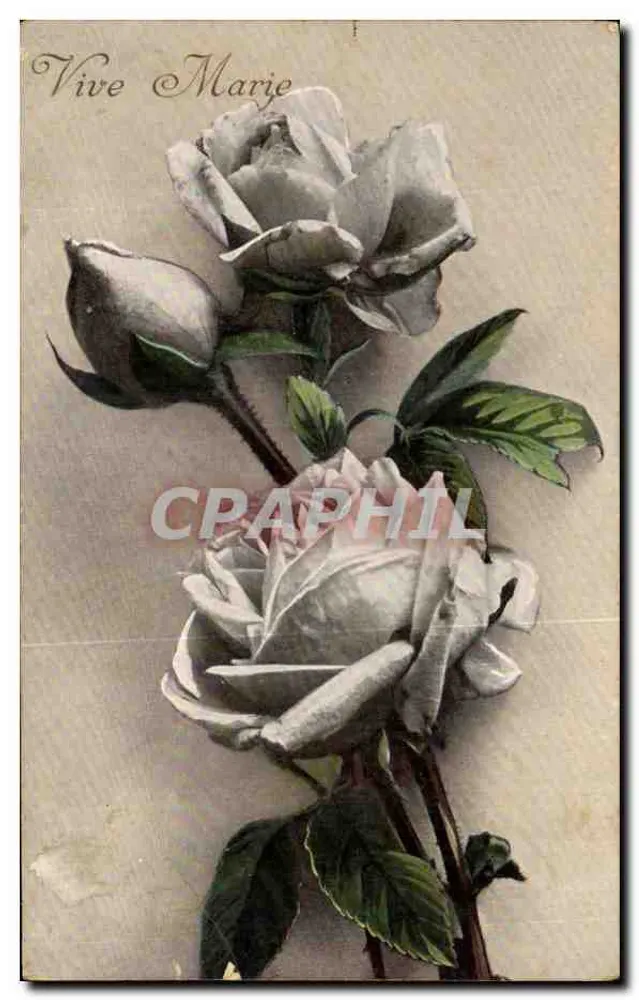 Rosée — Blumenstrauß aus weißen Rosen und Knospe — Verlag nicht sichtbar - Vorderseite