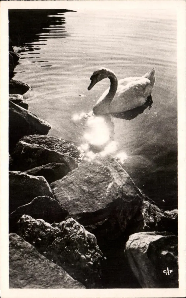 Lac Léman - Schwan am See — C.A.P. Nr. 137 - Vorderseite