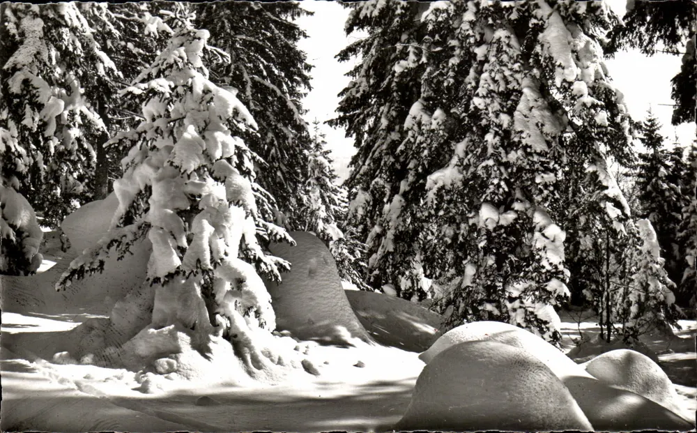 La Forêt en hiver — Franche-Comté — Éditions de l'Est, Dole - Recto