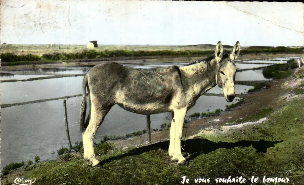 Jumento — em um paisagem de pântano — Cim - Frente