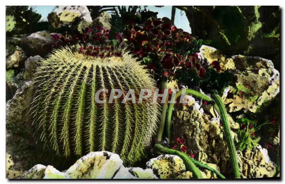 Exotischer Garten von Monaco — Kakteen und Sukkulentenpflanzen — Éditions Lavelle - Vorderseite