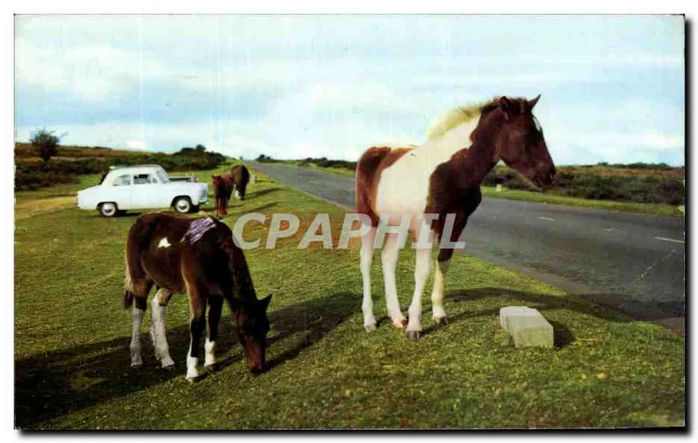 Pony van Dartmoor — Devon — uitgever Dartmoor Ponies - Voorkant