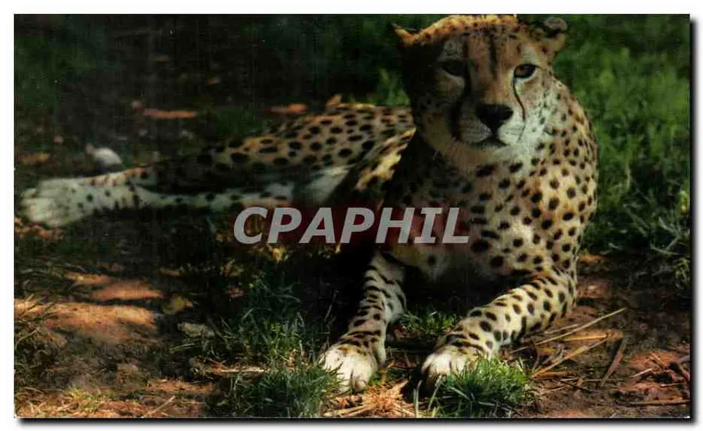 Cheetah — no Quênia — fotografia por M. Lyster — Sociedade Zoológica de Londres - Frente