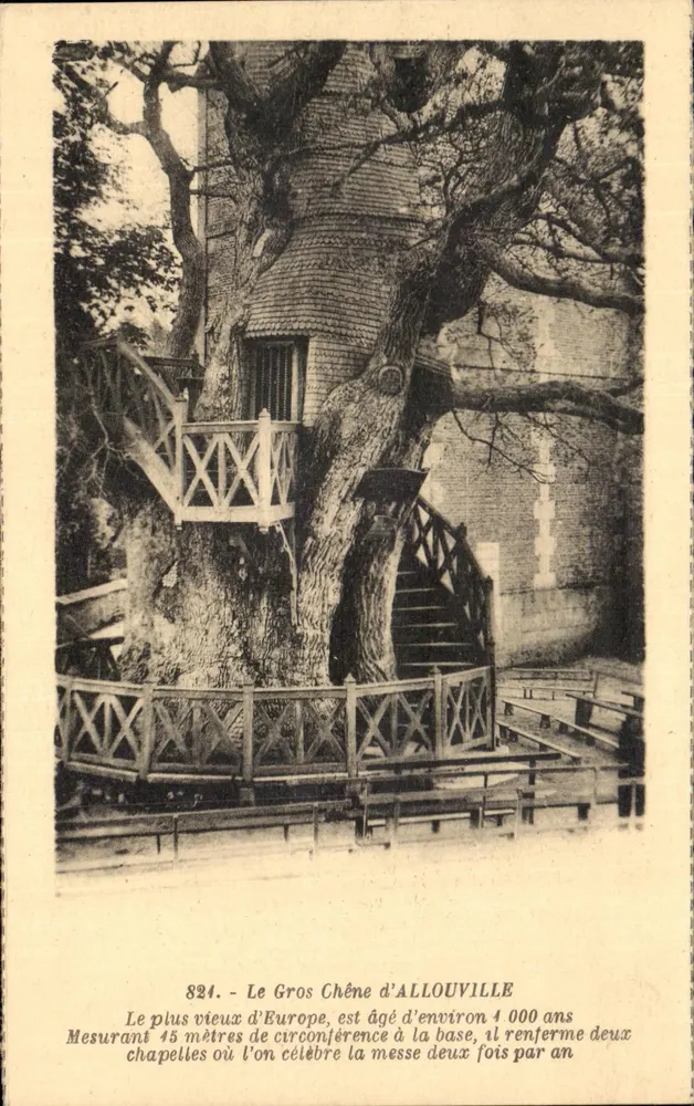 Der große Eichenbaum von Al louville — Ältester Europas, etwa 4.000 Jahre alt — Maison Delamarre, édit. Interd. - Vorderseite
