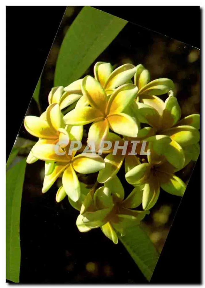 Flores de frangipani — série BB52 — editor Wayfarer Bookstore, Barbados - Frente